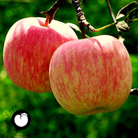 vocne sadnice jabuka fudzi cena fuji