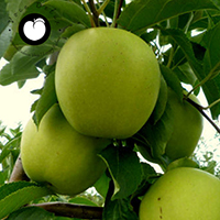 vocne sadnice jabuka greni smit cena granny smith