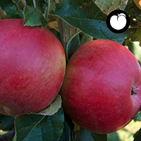 vocne sadnice jabuka ajdared cena
