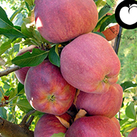 vocne sadnice jabuka gloster cena