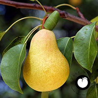 vocne sadnice kruska citronka cena kiferova kiferov sejanac