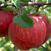 vocne sadnice jabuka gala cena fendeka
