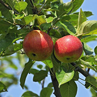 vocne sadnice jabuka petrovaca cena