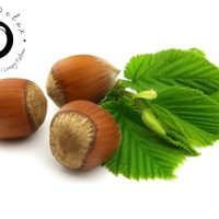 Sadnice žbunastog lešnika