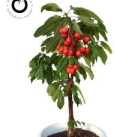 Patuljaste mini sadnice voća