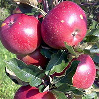 vocne sadnice jabuka melrouz cena melrose