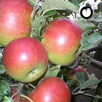 vocne sadnice jabuka prim ruz cena
