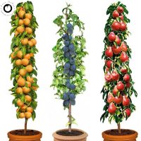 Sadnice stubastih voćaka