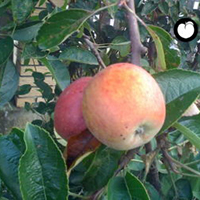 vocne sadnice jabuka vidovaca cena