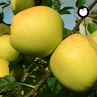 vocne sadnice jabuka zlatni delises cena