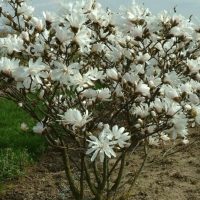 <h3 class=”product-title”>Magnolija Stellata ( Zvezdasta Magnolija )</h3>