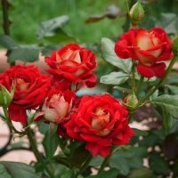 <h3 class=”product-title”>Ruza Stablasica NjuFesn</h3>