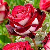 <h3 class=”product-title”>Ruza Stablasica Osiria</h3>