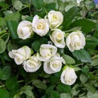 <h3 class=”product-title”>Ruza Stablasica Akito</h3>