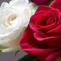 <h3 class=”product-title”>Ruza Stablasica Crveno Bela</h3>