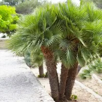 Sadnice palme