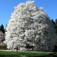 <h3 class=”product-title”>Magnolija Kobus</h3>