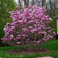 Sadnice magnolije