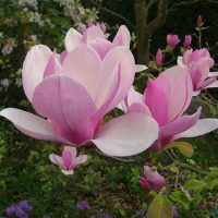 <h3 class=”product-title”>Magnolija Soulangeana</h3>