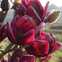 <h3 class=”product-title”>Magnolija Genie</h3>