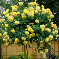 <h3 class=”product-title”>Ruza Stablasica Nadia</h3>