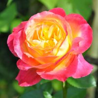 <h3 class=”product-title”>Ruza Stablasica Orient Express</h3>