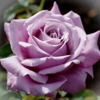 <h3 class=”product-title”>Ruza Stablasica Sarl De Gol</h3>