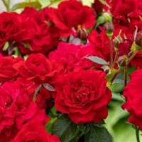 <h3 class=”product-title”>Ruza Stablasica Nina Vejbul</h3>