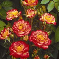 <h3 class=”product-title”>Ruza Stablasica Samba</h3>