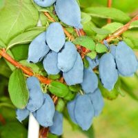 <h3 class=”product-title”>Sibirska Borovnica - Boreal Beast</h3>