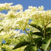 <h3 class=”product-title”>Zova ( Bazga )</h3>