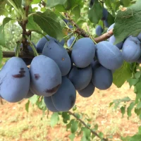 <h3 class=”product-title”>Sljiva - Divna</h3>