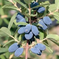 <h3 class=”product-title”>Sibirska Borovnica - Honeybee</h3>