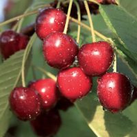 <h3 class=”product-title”>Tresnja - Nju Star</h3>