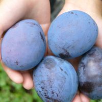 <h3 class=”product-title”>Sljiva - Top Gigant Plus</h3>