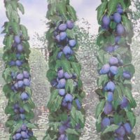 <h3 class=”product-title”>Stubasta Sljiva</h3>