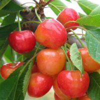 <h3 class=”product-title”>Tresnja - Napoleonova</h3>