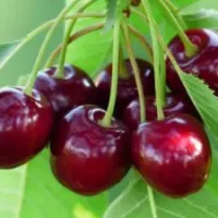 <h3 class=”product-title”>Tresnja Aslama</h3>