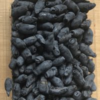 <h3 class=”product-title”>Sibirska Borovnica - Aurora</h3>