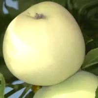 <h3 class=”product-title”>Jabuka - Bela Petrovka</h3>