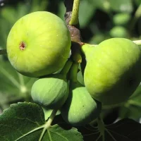 <h3 class=”product-title”>Smokva Belica</h3>