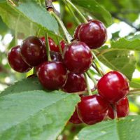 <h3 class=”product-title”>Visnja - Cacanski Rubin</h3>