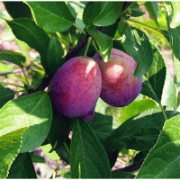 <h3 class=”product-title”>Sljiva - Cacanski Secer</h3>