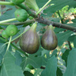 <h3 class=”product-title”>Smokva Petrovaca Crna</h3>