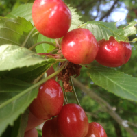 <h3 class=”product-title”>Tresnja - Djurdjevka</h3>