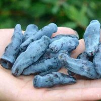 <h3 class=”product-title”>Sibirska Borovnica - Velikana</h3>