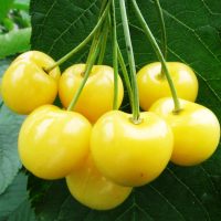 <h3 class=”product-title”>Tresnja - Droganova Zuta</h3>