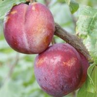 <h3 class=”product-title”>Sljiva - Ekskalimbur</h3>