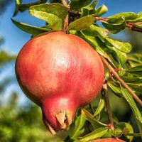 <h3 class=”product-title”>Nar - Glavas</h3>