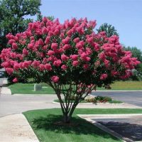 <h3 class=”product-title”>Indijski Jorgovan</h3>